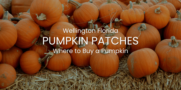 Wellington FL Pumpkin Patches | Where to Buy a Pumpkin